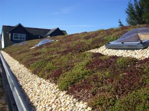 Green Roofing in Peterborough
