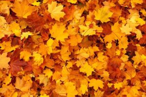 Fallen Leaves | Prevent Clogged Gutters